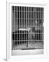 New Los Angeles Federal Jail, Located on Terminal Island-Rex Hardy Jr.-Framed Photographic Print