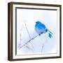 New Mexico. A portrait of a Mountain Bluebird on a branch in the snow.-Janet Muir-Framed Photographic Print