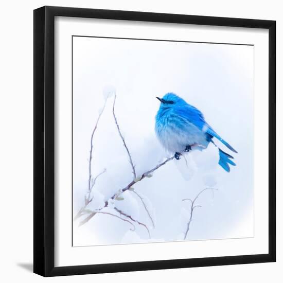 New Mexico. A portrait of a Mountain Bluebird on a branch in the snow.-Janet Muir-Framed Photographic Print