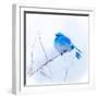 New Mexico. A portrait of a Mountain Bluebird on a branch in the snow.-Janet Muir-Framed Photographic Print