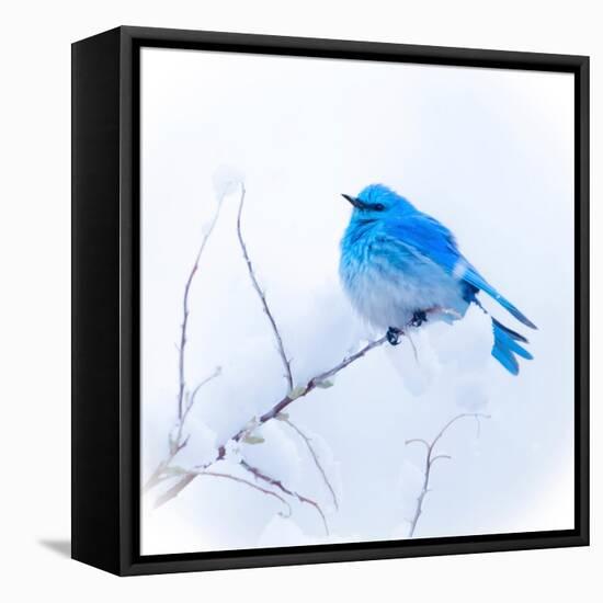 New Mexico. A portrait of a Mountain Bluebird on a branch in the snow.-Janet Muir-Framed Stretched Canvas