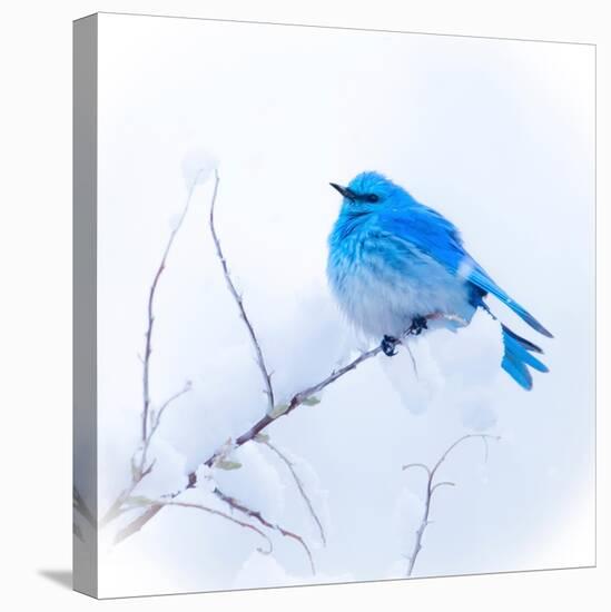 New Mexico. A portrait of a Mountain Bluebird on a branch in the snow.-Janet Muir-Stretched Canvas