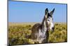 New Mexico, Bisti/De-Na-Zin Wilderness, Donkey-Bernard Friel-Mounted Photographic Print