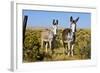 New Mexico, Bisti De-Na-Zin Wilderness, Two Donkeys-Bernard Friel-Framed Photographic Print