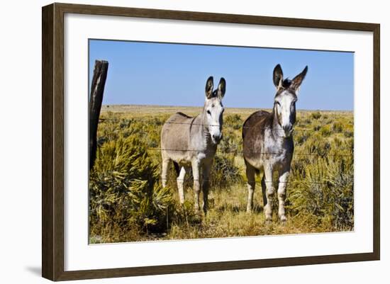 New Mexico, Bisti De-Na-Zin Wilderness, Two Donkeys-Bernard Friel-Framed Photographic Print