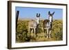 New Mexico, Bisti De-Na-Zin Wilderness, Two Donkeys-Bernard Friel-Framed Photographic Print