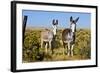 New Mexico, Bisti De-Na-Zin Wilderness, Two Donkeys-Bernard Friel-Framed Photographic Print