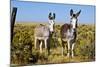 New Mexico, Bisti De-Na-Zin Wilderness, Two Donkeys-Bernard Friel-Mounted Photographic Print