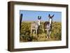 New Mexico, Bisti De-Na-Zin Wilderness, Two Donkeys-Bernard Friel-Framed Photographic Print