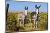 New Mexico, Bisti De-Na-Zin Wilderness, Two Donkeys-Bernard Friel-Mounted Photographic Print