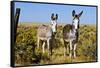 New Mexico, Bisti De-Na-Zin Wilderness, Two Donkeys-Bernard Friel-Framed Stretched Canvas