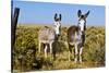 New Mexico, Bisti De-Na-Zin Wilderness, Two Donkeys-Bernard Friel-Stretched Canvas