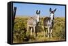 New Mexico, Bisti De-Na-Zin Wilderness, Two Donkeys-Bernard Friel-Framed Stretched Canvas