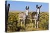 New Mexico, Bisti De-Na-Zin Wilderness, Two Donkeys-Bernard Friel-Stretched Canvas