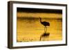 New Mexico, Bosque Del Apache National Wildlife Refuge. Sandhill Crane at Sunset-Jaynes Gallery-Framed Photographic Print