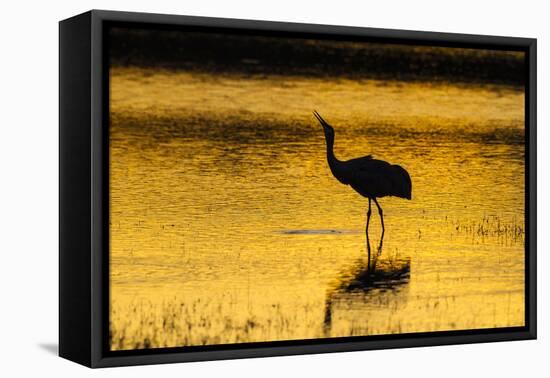 New Mexico, Bosque Del Apache National Wildlife Refuge. Sandhill Crane at Sunset-Jaynes Gallery-Framed Stretched Canvas