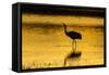 New Mexico, Bosque Del Apache National Wildlife Refuge. Sandhill Crane at Sunset-Jaynes Gallery-Framed Stretched Canvas