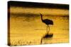 New Mexico, Bosque Del Apache National Wildlife Refuge. Sandhill Crane at Sunset-Jaynes Gallery-Stretched Canvas