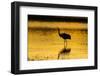 New Mexico, Bosque Del Apache National Wildlife Refuge. Sandhill Crane at Sunset-Jaynes Gallery-Framed Photographic Print