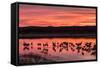 New Mexico, Bosque Del Apache National Wildlife Refuge. Sandhill Cranes at Sunset-Jaynes Gallery-Framed Stretched Canvas