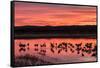 New Mexico, Bosque Del Apache National Wildlife Refuge. Sandhill Cranes at Sunset-Jaynes Gallery-Framed Stretched Canvas