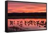 New Mexico, Bosque Del Apache National Wildlife Refuge. Sandhill Cranes at Sunset-Jaynes Gallery-Framed Stretched Canvas