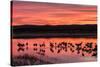 New Mexico, Bosque Del Apache National Wildlife Refuge. Sandhill Cranes at Sunset-Jaynes Gallery-Stretched Canvas