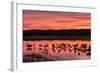 New Mexico, Bosque Del Apache National Wildlife Refuge. Sandhill Cranes at Sunset-Jaynes Gallery-Framed Photographic Print