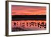 New Mexico, Bosque Del Apache National Wildlife Refuge. Sandhill Cranes at Sunset-Jaynes Gallery-Framed Photographic Print