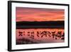 New Mexico, Bosque Del Apache National Wildlife Refuge. Sandhill Cranes at Sunset-Jaynes Gallery-Framed Photographic Print