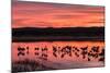 New Mexico, Bosque Del Apache National Wildlife Refuge. Sandhill Cranes at Sunset-Jaynes Gallery-Mounted Photographic Print