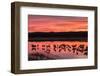 New Mexico, Bosque Del Apache National Wildlife Refuge. Sandhill Cranes at Sunset-Jaynes Gallery-Framed Photographic Print