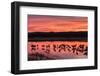 New Mexico, Bosque Del Apache National Wildlife Refuge. Sandhill Cranes at Sunset-Jaynes Gallery-Framed Photographic Print