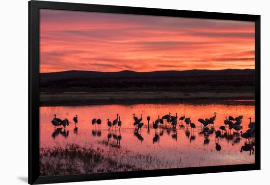 New Mexico, Bosque Del Apache National Wildlife Refuge. Sandhill Cranes at Sunset-Jaynes Gallery-Framed Photographic Print