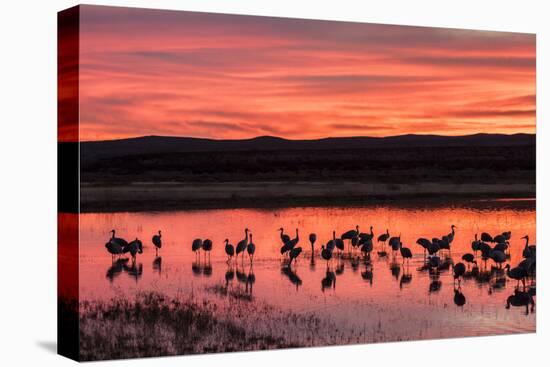 New Mexico, Bosque Del Apache National Wildlife Refuge. Sandhill Cranes at Sunset-Jaynes Gallery-Stretched Canvas