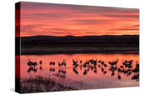 New Mexico, Bosque Del Apache National Wildlife Refuge. Sandhill Cranes at Sunset-Jaynes Gallery-Stretched Canvas