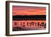 New Mexico, Bosque Del Apache National Wildlife Refuge. Sandhill Cranes at Sunset-Jaynes Gallery-Framed Photographic Print