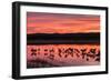 New Mexico, Bosque Del Apache National Wildlife Refuge. Sandhill Cranes at Sunset-Jaynes Gallery-Framed Photographic Print