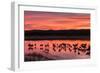 New Mexico, Bosque Del Apache National Wildlife Refuge. Sandhill Cranes at Sunset-Jaynes Gallery-Framed Photographic Print