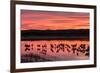 New Mexico, Bosque Del Apache National Wildlife Refuge. Sandhill Cranes at Sunset-Jaynes Gallery-Framed Photographic Print