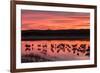 New Mexico, Bosque Del Apache National Wildlife Refuge. Sandhill Cranes at Sunset-Jaynes Gallery-Framed Photographic Print