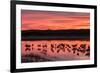 New Mexico, Bosque Del Apache National Wildlife Refuge. Sandhill Cranes at Sunset-Jaynes Gallery-Framed Photographic Print