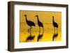 New Mexico, Bosque Del Apache National Wildlife Refuge. Sandhill Cranes at Sunset-Jaynes Gallery-Framed Photographic Print