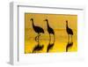 New Mexico, Bosque Del Apache National Wildlife Refuge. Sandhill Cranes at Sunset-Jaynes Gallery-Framed Photographic Print