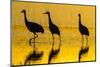 New Mexico, Bosque Del Apache National Wildlife Refuge. Sandhill Cranes at Sunset-Jaynes Gallery-Mounted Photographic Print