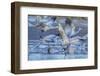 New Mexico, Bosque Del Apache National Wildlife Refuge. Sandhill Cranes Flying-Jaynes Gallery-Framed Photographic Print