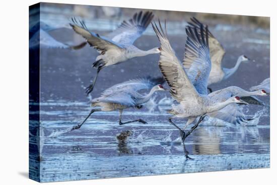 New Mexico, Bosque Del Apache National Wildlife Refuge. Sandhill Cranes Flying-Jaynes Gallery-Stretched Canvas