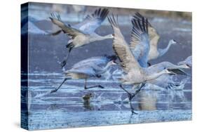 New Mexico, Bosque Del Apache National Wildlife Refuge. Sandhill Cranes Flying-Jaynes Gallery-Stretched Canvas