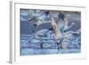 New Mexico, Bosque Del Apache National Wildlife Refuge. Sandhill Cranes Flying-Jaynes Gallery-Framed Photographic Print