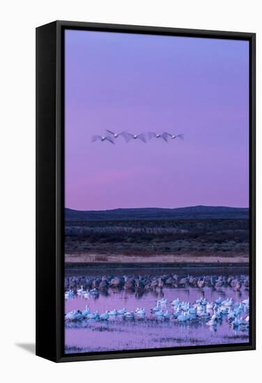 New Mexico, Bosque Del Apache National Wildlife Refuge. Snow Geese and Sandhill Cranes at Sunrise-Jaynes Gallery-Framed Stretched Canvas